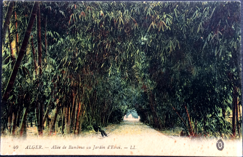 Project Postcard January 1924 - Algiers Bamboo avenue test garden